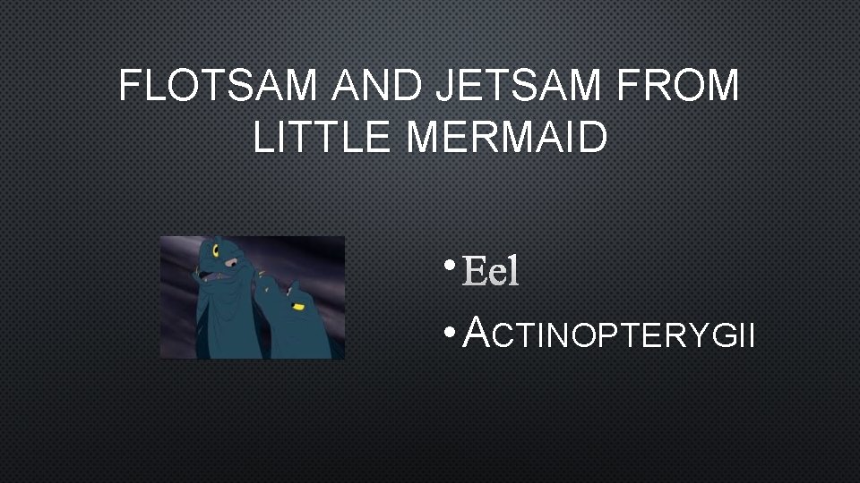 FLOTSAM AND JETSAM FROM LITTLE MERMAID • EEL • ACTINOPTERYGII 