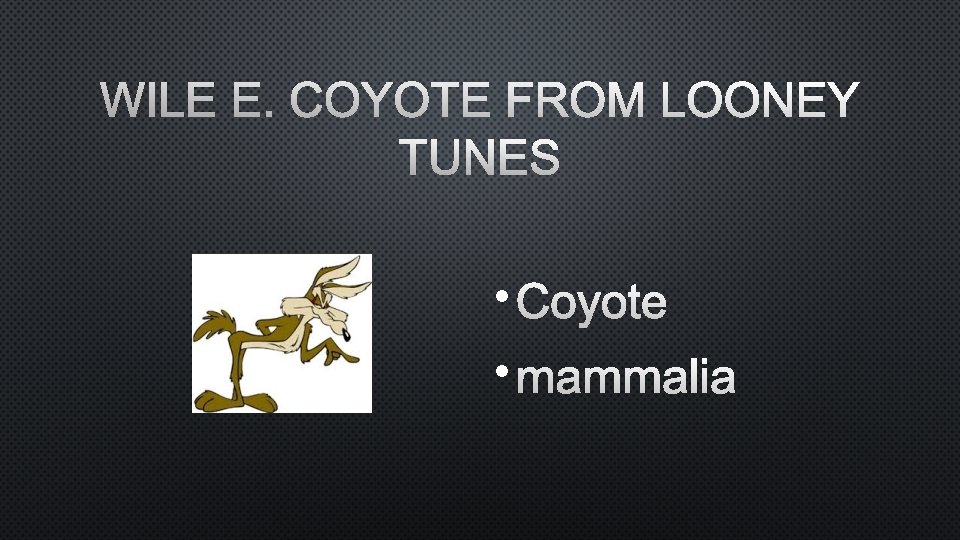 WILE E. COYOTE FROM LOONEY TUNES • COYOTE • MAMMALIA 