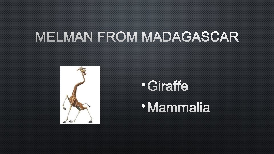 MELMAN FROM MADAGASCAR • GIRAFFE • MAMMALIA 