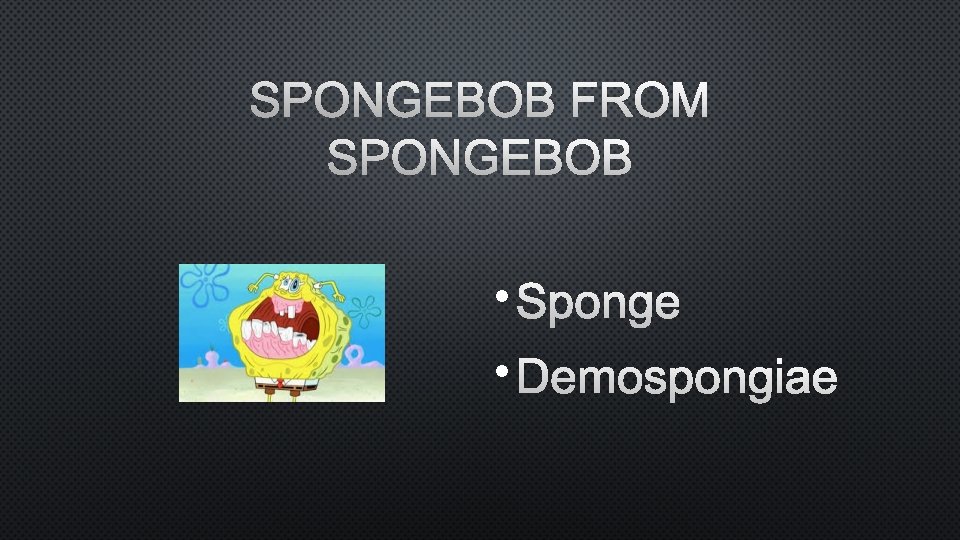 SPONGEBOB FROM SPONGEBOB • SPONGE • DEMOSPONGIAE 