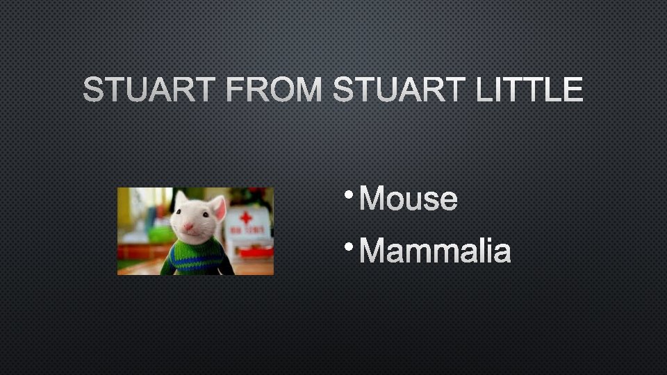 STUART FROM STUART LITTLE • MOUSE • MAMMALIA 