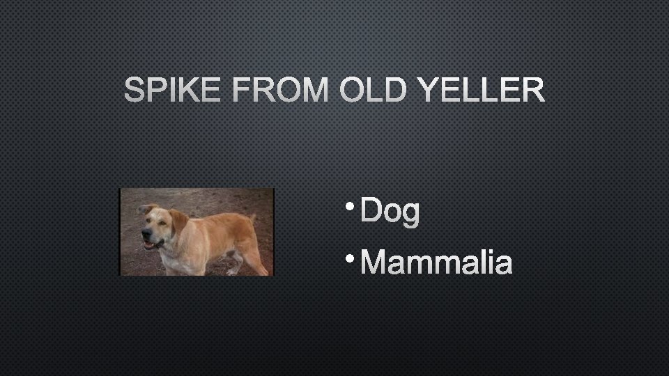 SPIKE FROM OLD YELLER • DOG • MAMMALIA 