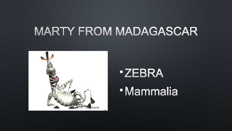 MARTY FROM MADAGASCAR • ZEBRA • MAMMALIA 