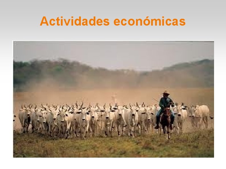 Actividades económicas 