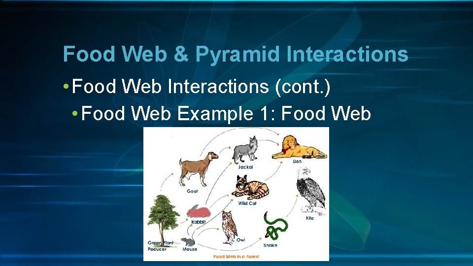 Food Web & Pyramid Interactions • Food Web Interactions (cont. ) • Food Web