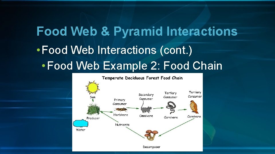 Food Web & Pyramid Interactions • Food Web Interactions (cont. ) • Food Web