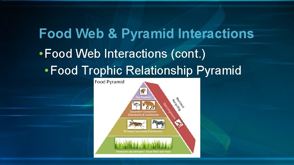 Food Web & Pyramid Interactions • Food Web Interactions (cont. ) • Food Trophic