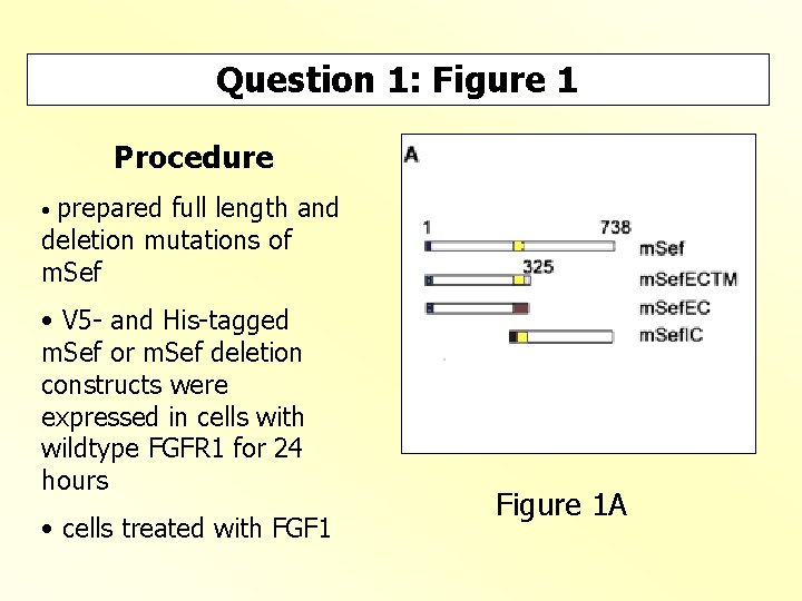 Question 1: Figure 1 Procedure prepared full length and deletion mutations of m. Sef