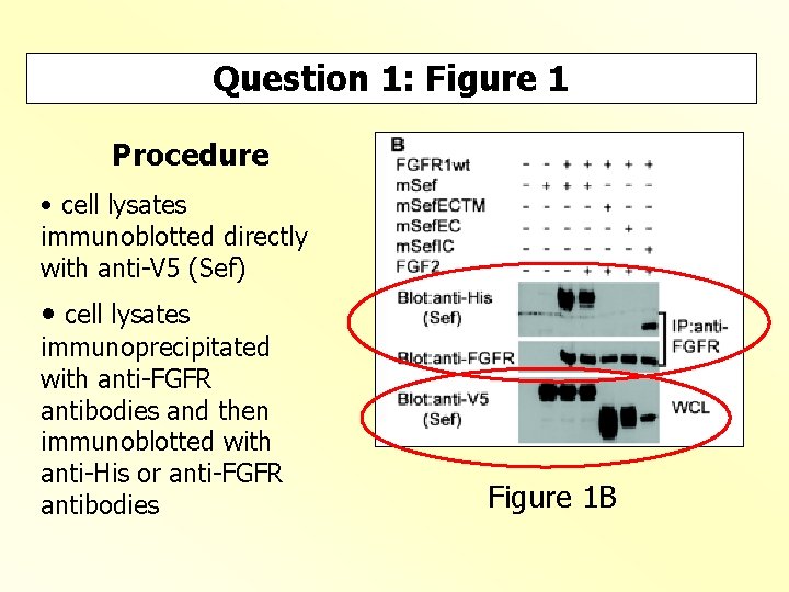 Question 1: Figure 1 Procedure • cell lysates immunoblotted directly with anti-V 5 (Sef)