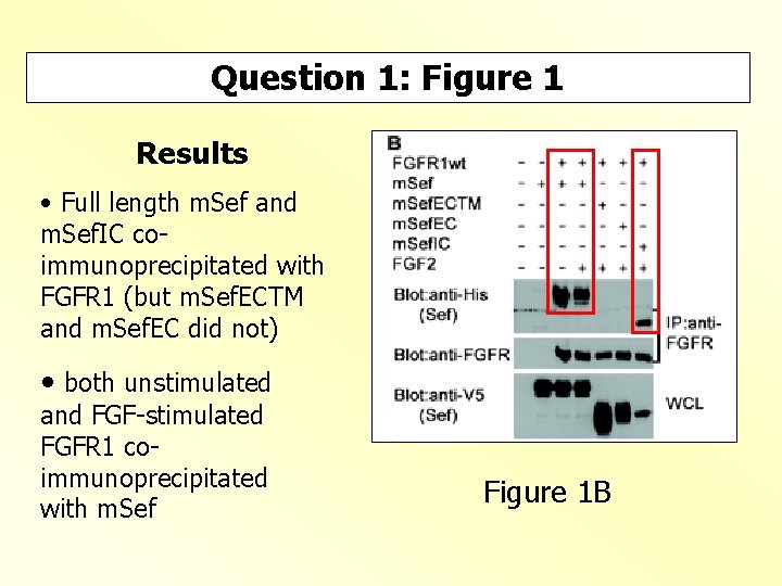 Question 1: Figure 1 Results • Full length m. Sef and m. Sef. IC