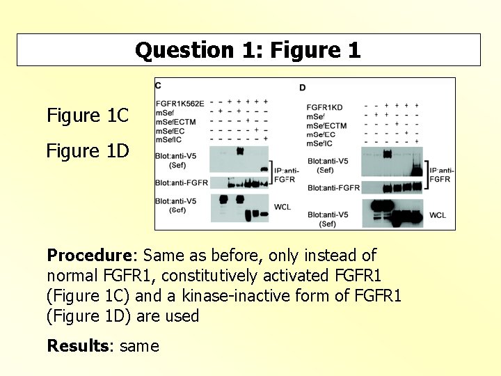 Question 1: Figure 1 C Figure 1 D Procedure: Same as before, only instead