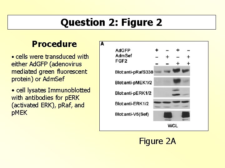 Question 2: Figure 2 Procedure • cells were transduced with either Ad. GFP (adenovirus