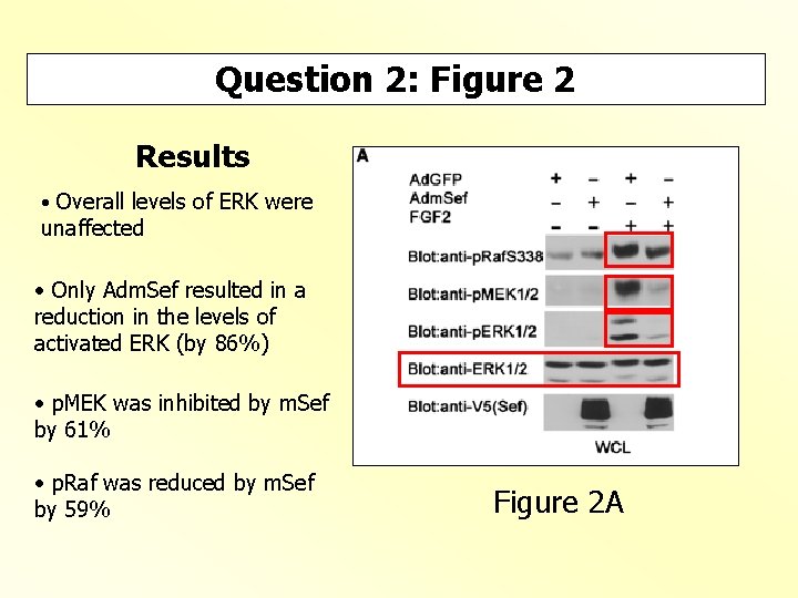 Question 2: Figure 2 Results • Overall levels of ERK were unaffected • Only