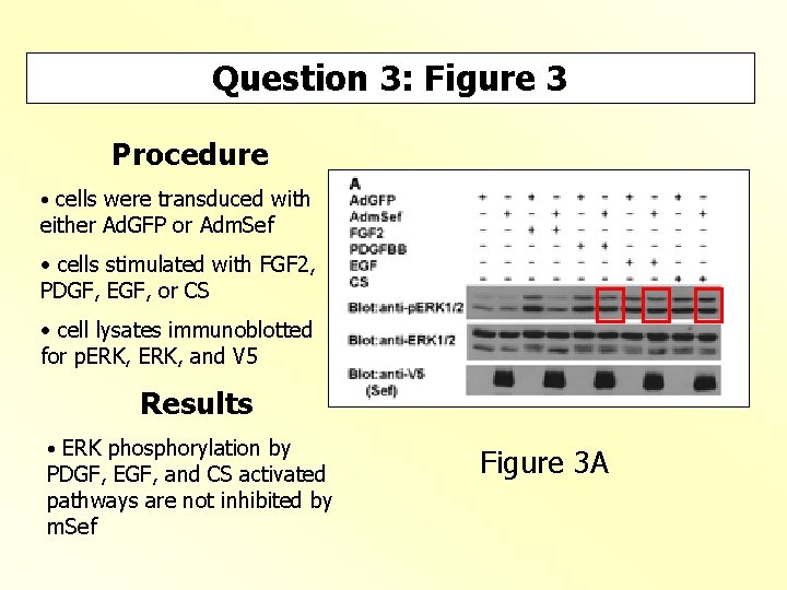 Question 3: Figure 3 Procedure • cells were transduced with either Ad. GFP or