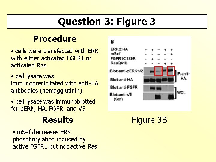 Question 3: Figure 3 Procedure • cells were transfected with ERK with either activated