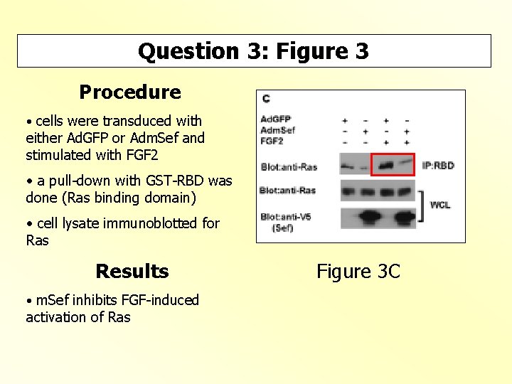 Question 3: Figure 3 Procedure • cells were transduced with either Ad. GFP or