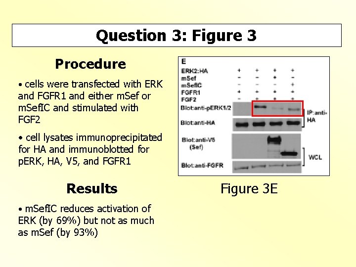 Question 3: Figure 3 Procedure • cells were transfected with ERK and FGFR 1