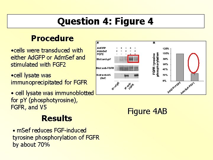 Question 4: Figure 4 Procedure • cells were transduced with either Ad. GFP or