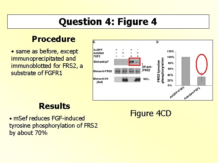 Question 4: Figure 4 Procedure • same as before, except immunoprecipitated and immunoblotted for