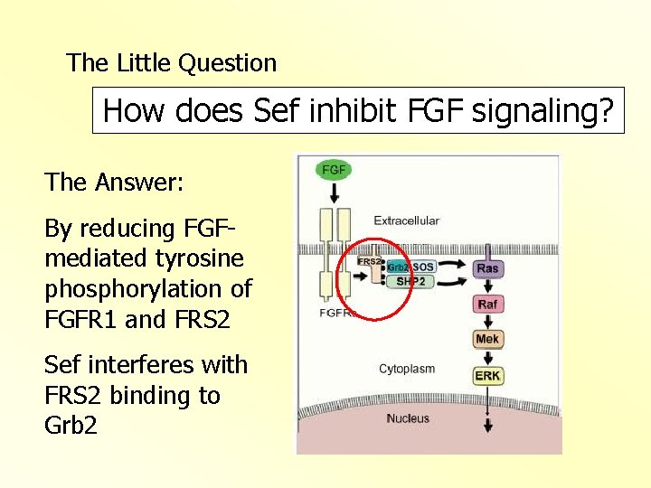 The Little Question How does Sef inhibit FGF signaling? The Answer: By reducing FGFmediated