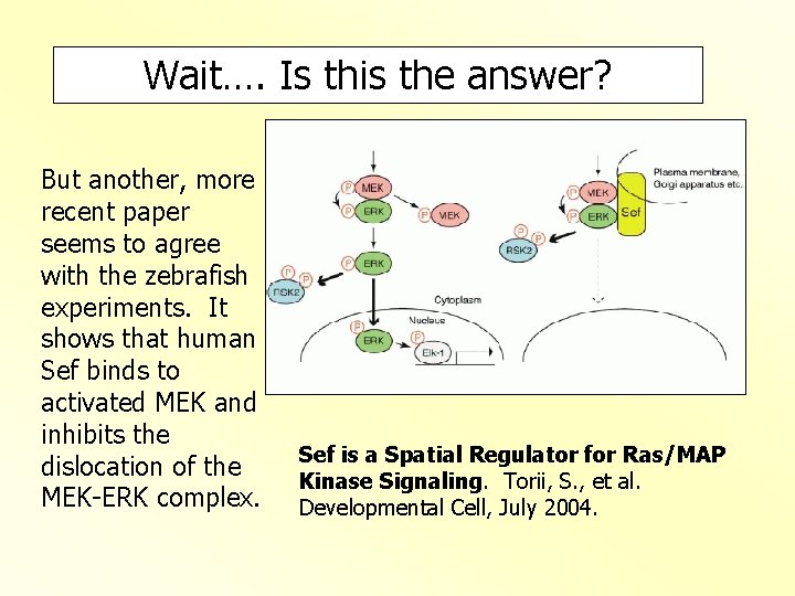 Wait…. Is this the answer? But another, more recent paper seems to agree with