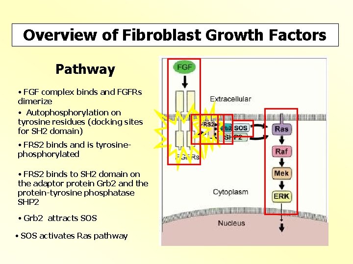 Overview of Fibroblast Growth Factors Pathway • FGF complex binds and FGFRs dimerize •