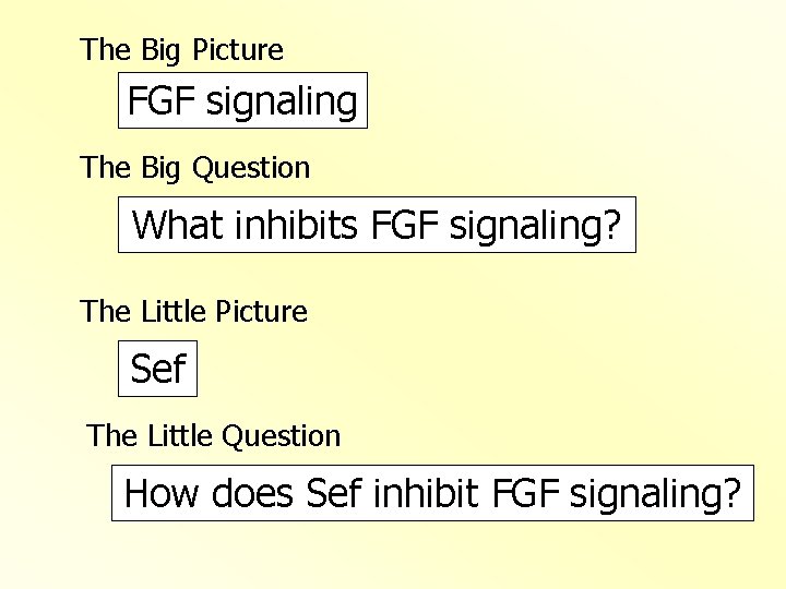 The Big Picture FGF signaling The Big Question What inhibits FGF signaling? The Little