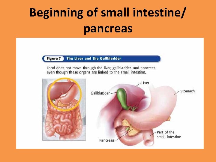 Beginning of small intestine/ pancreas 