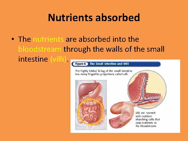 Nutrients absorbed • The nutrients are absorbed into the bloodstream through the walls of