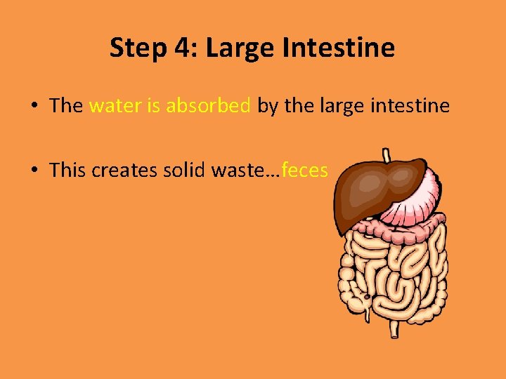 Step 4: Large Intestine • The water is absorbed by the large intestine •