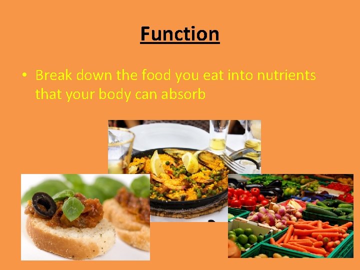 Function • Break down the food you eat into nutrients that your body can