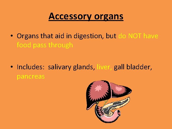 The Digestive System Function Break down the food