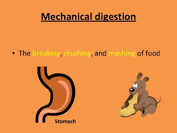 Mechanical digestion • The breaking, crushing, and mashing of food Stomach 