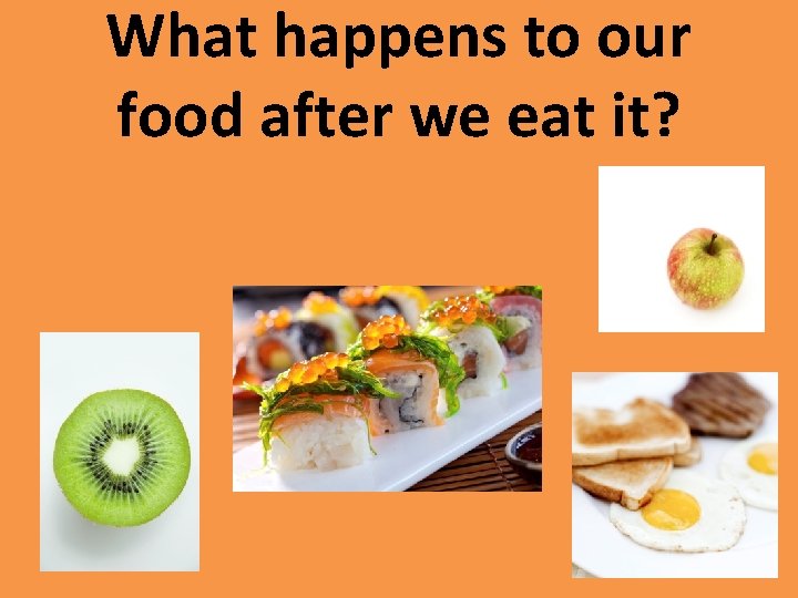 What happens to our food after we eat it? 