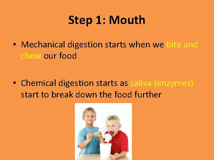 Step 1: Mouth • Mechanical digestion starts when we bite and chew our food