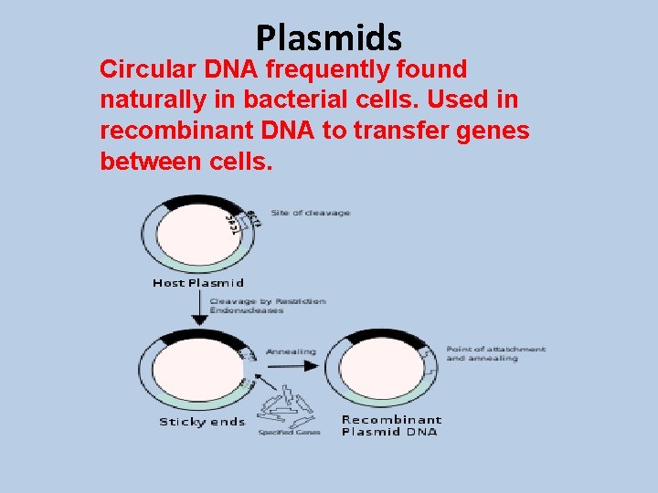 Plasmids Circular DNA frequently found naturally in bacterial cells. Used in recombinant DNA to