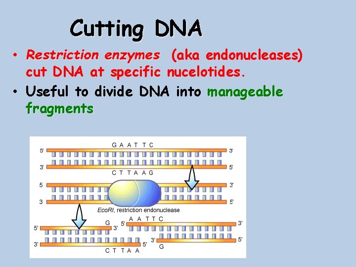 Cutting DNA • Restriction enzymes (aka endonucleases) cut DNA at specific nucelotides. • Useful