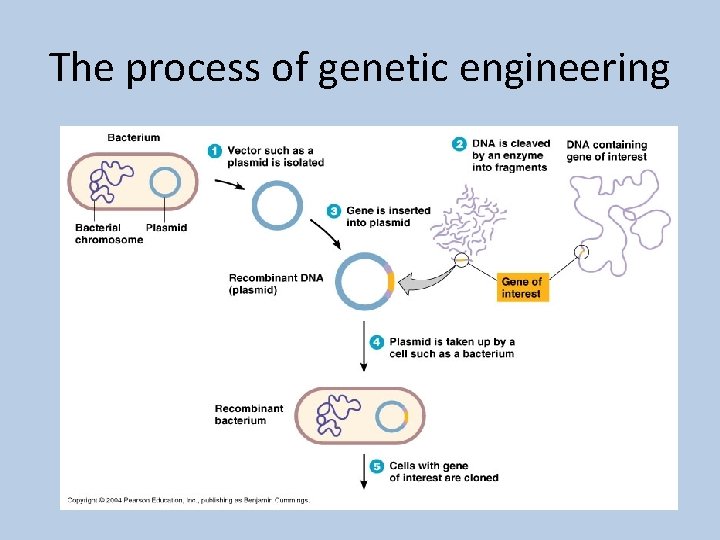 The process of genetic engineering 