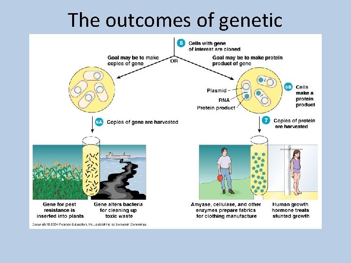 The outcomes of genetic engineering 