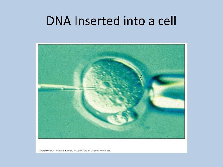 DNA Inserted into a cell 