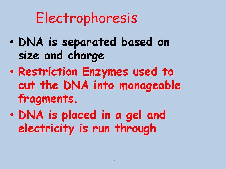 Electrophoresis • DNA is separated based on size and charge • Restriction Enzymes used