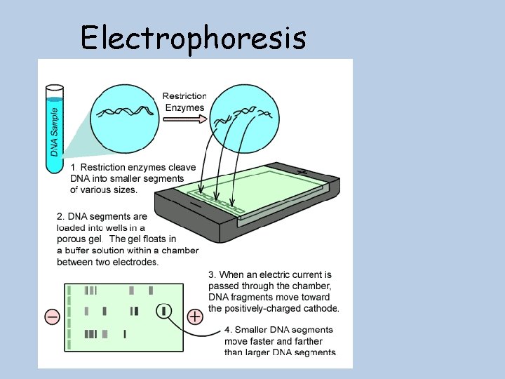 Electrophoresis 19 