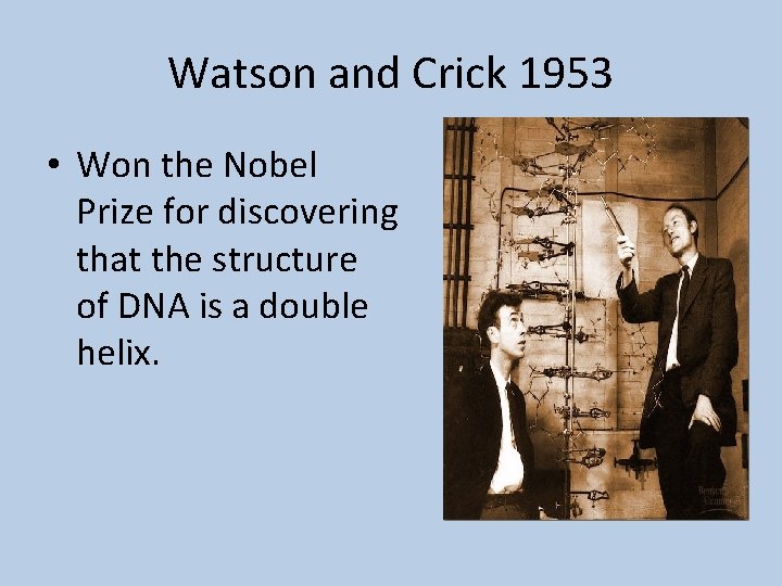 Watson and Crick 1953 • Won the Nobel Prize for discovering that the structure