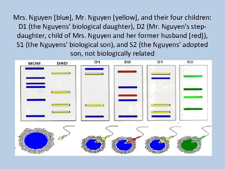 Mrs. Nguyen [blue], Mr. Nguyen [yellow], and their four children: D 1 (the Nguyens'