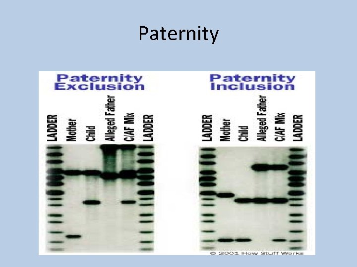 Paternity 