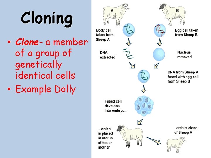 Cloning • Clone a member of a group of genetically identical cells • Example