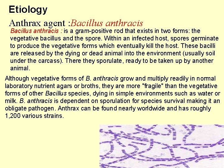 Etiology Anthrax agent : Bacillus anthracis : is a gram-positive rod that exists in