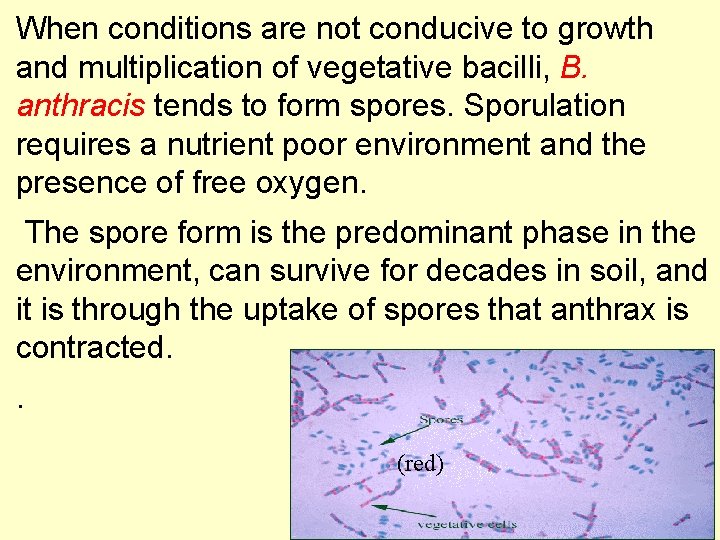 When conditions are not conducive to growth and multiplication of vegetative bacilli, B. anthracis