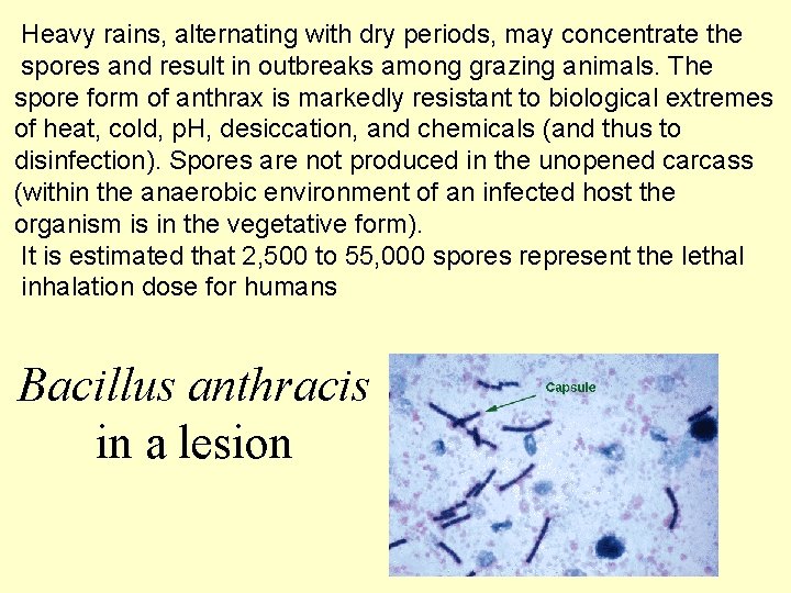 Heavy rains, alternating with dry periods, may concentrate the spores and result in outbreaks