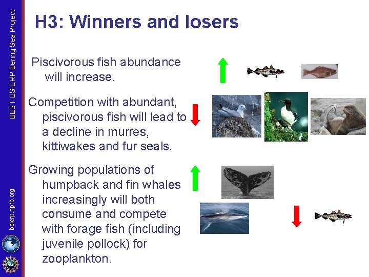 BEST-BSIERP Bering Sea Project bsierp. nprb. org H 3: Winners and losers Piscivorous fish